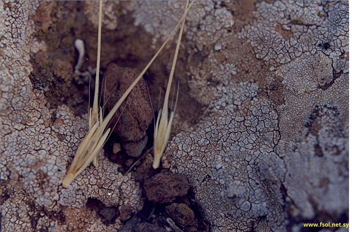 Hordeum spontaneum C. Koch.