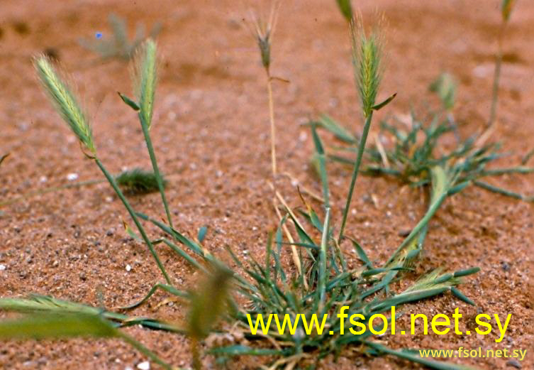 Hordeum glaucum Steud.