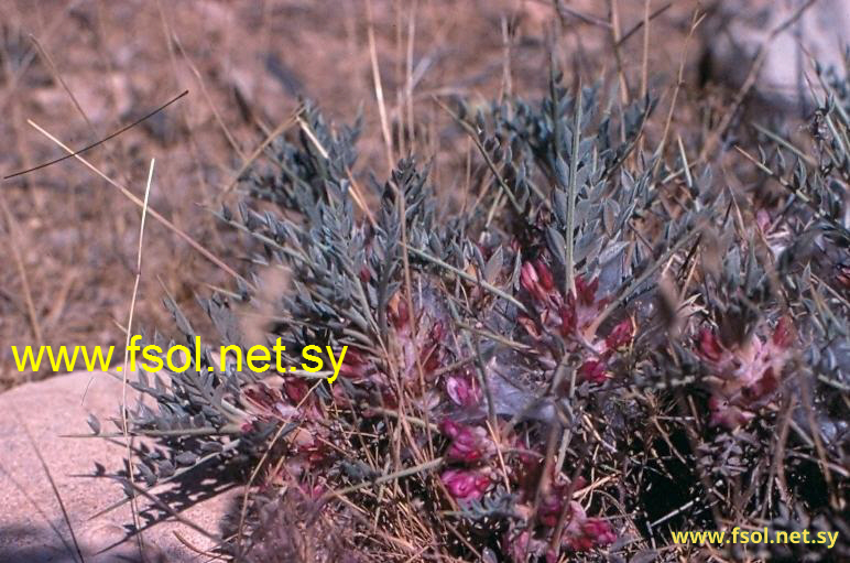 Astragalus deinacanthus Boiss.