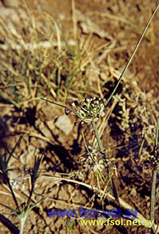 Allium chloranthum Boiss