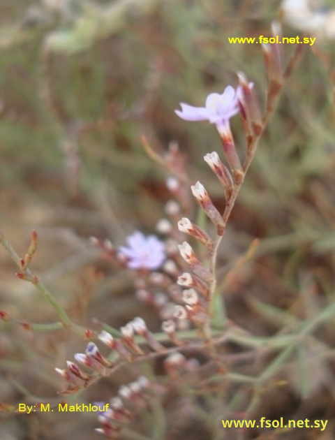 Limonium sieberi (Boiss)O.Kuntze