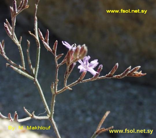 Limonium virgatum (Willd)Fourr.