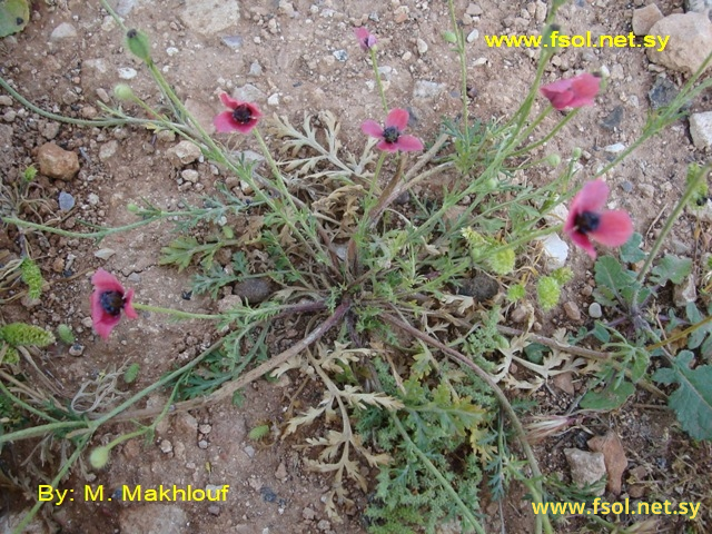 Papaver hybridum L.