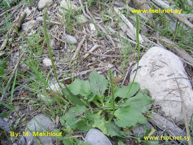 Plantago major L.