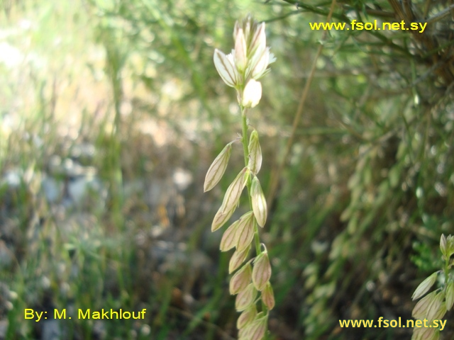 Polygala monspeliaca L.
