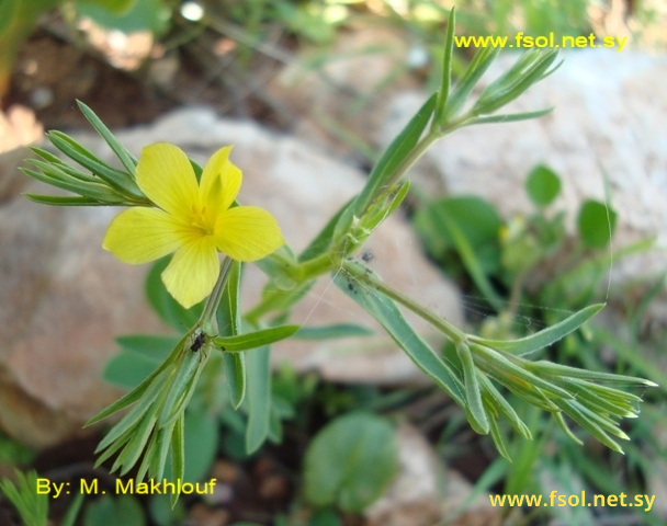 Linum nodiflorum L.