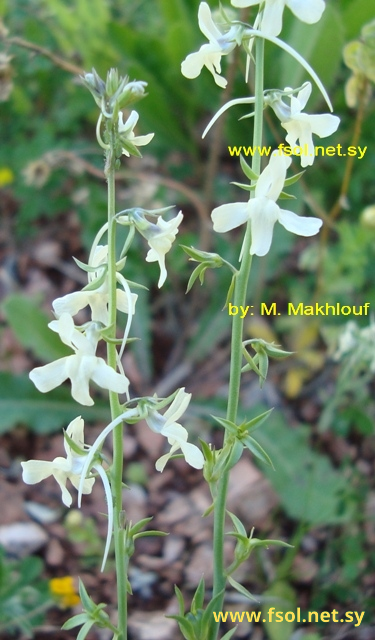 Linaria chalepensis  (L.) Mill