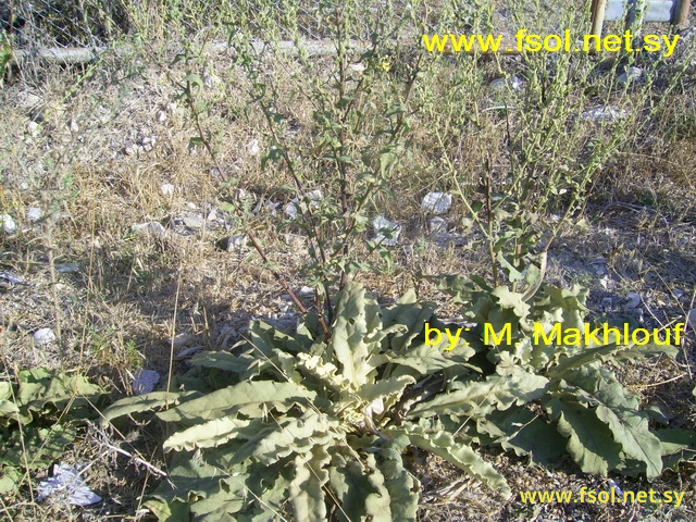 Verbascum sinaiticum Benth in DC.