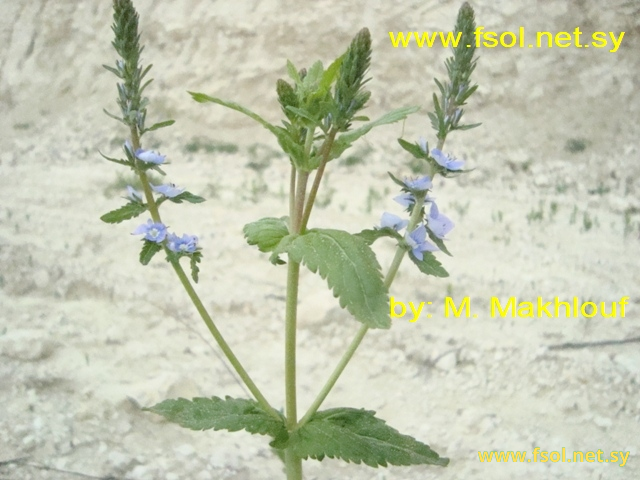 Veronica leiocarpa Boiss.