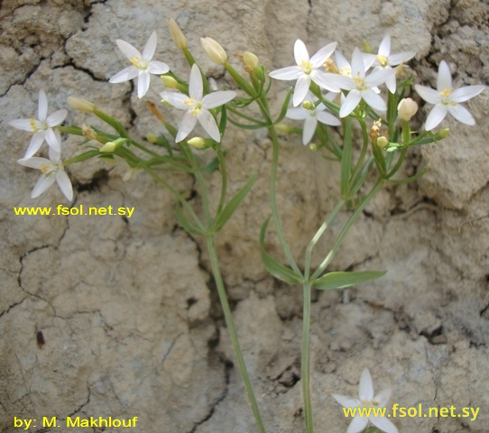 Centaurium erythraea Rafn. Subsp rhodense