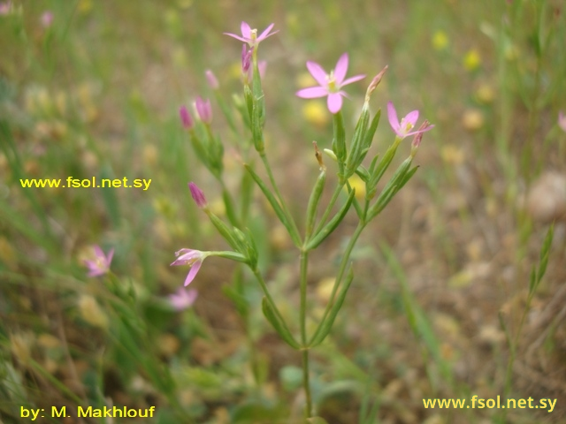 Centaurium pulchellum (Swartz.) Druce.
