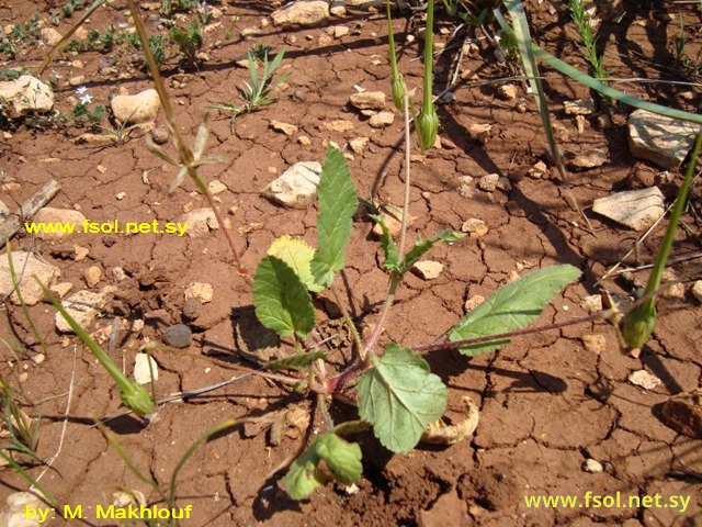 Erodium gruinum (L.)  L’Hér
