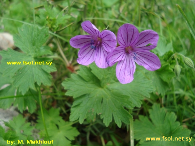 Geranium asphodeloides Burm.