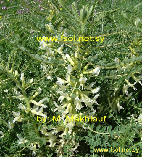 Astragalus aleppicus Boiss