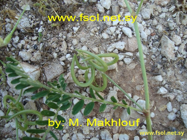 Astragalus hamosus  L