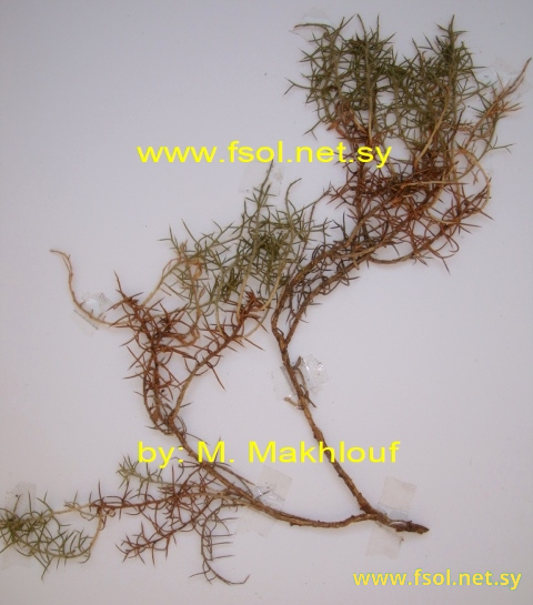 Genista anatolica Boiss.