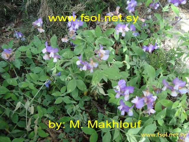 Lathyrus inermis Rochel