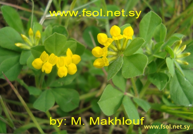 Lotus ornithopodioides L.