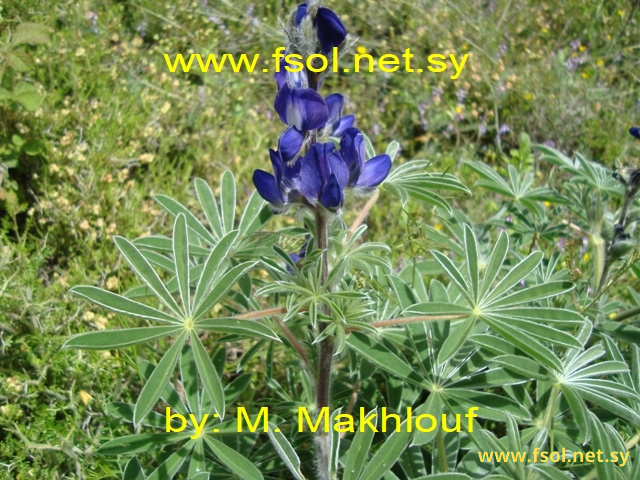 Lupinus varius L.