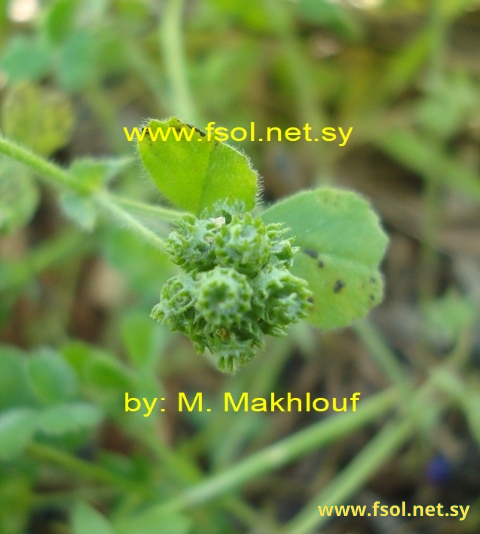 Medicago coronata (L.) Bart.