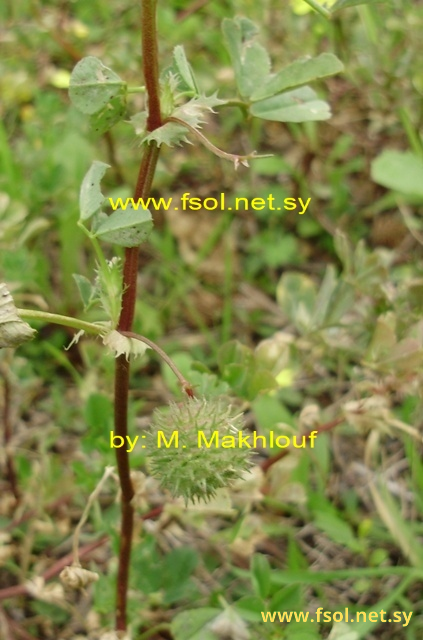 Medicago truncatula Gaertn.