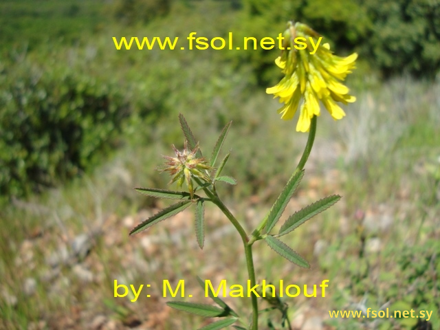 Trigonella spicata Sibth et Sm.