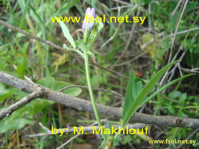 Vicia bithynica L.