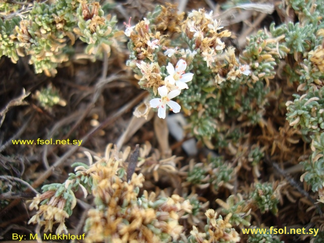 Frankenia hirsuta L.