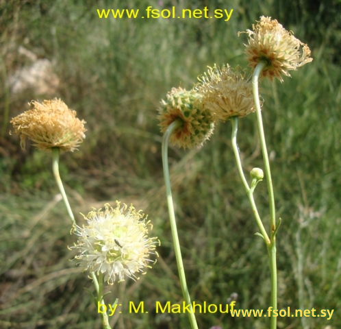 Cephalaria dipsacoides Raus.