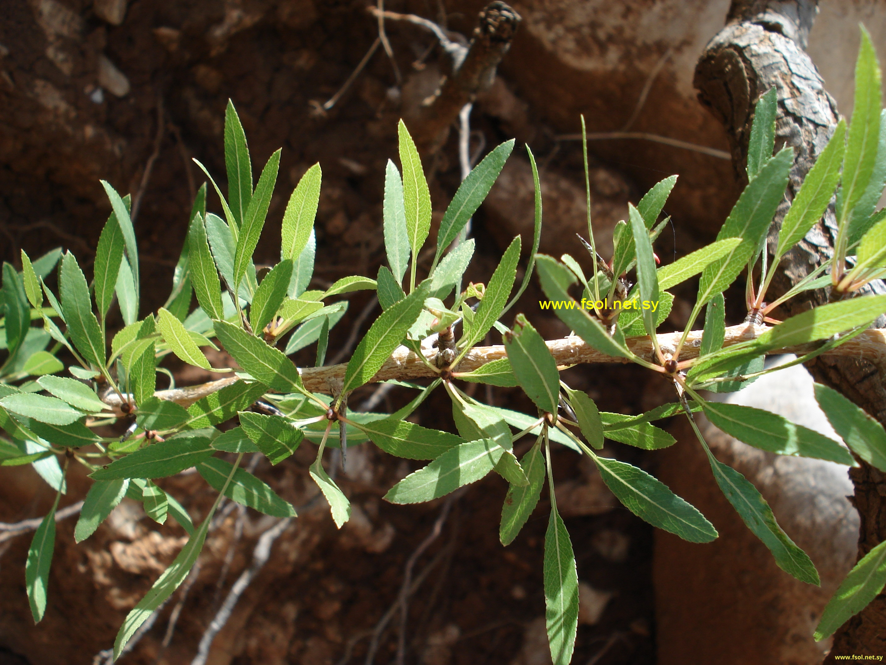 Amygdalus orientalis Mill.