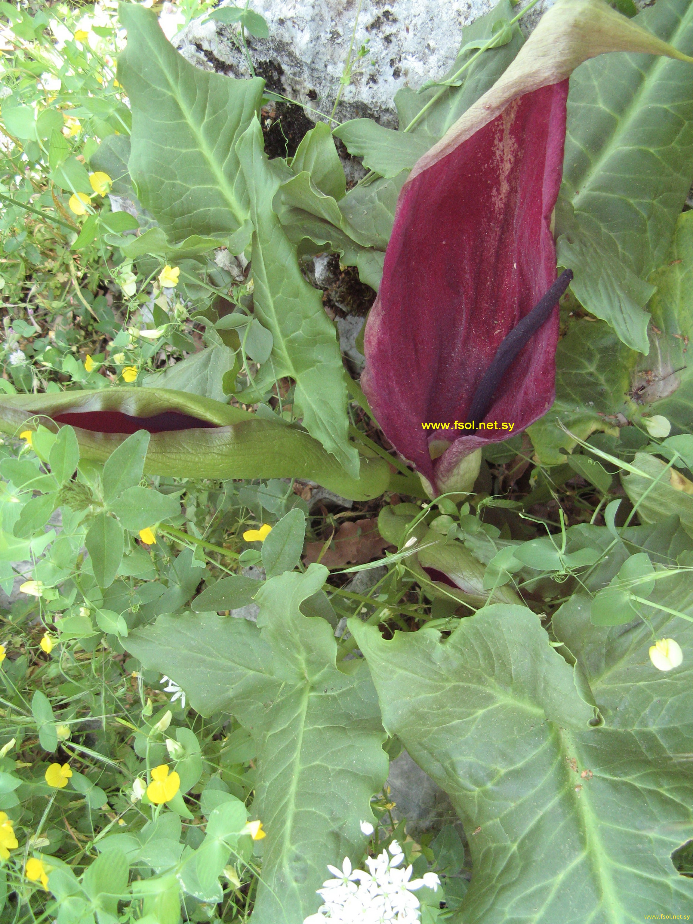 Arum dioscoridis Sibth. et Sm.