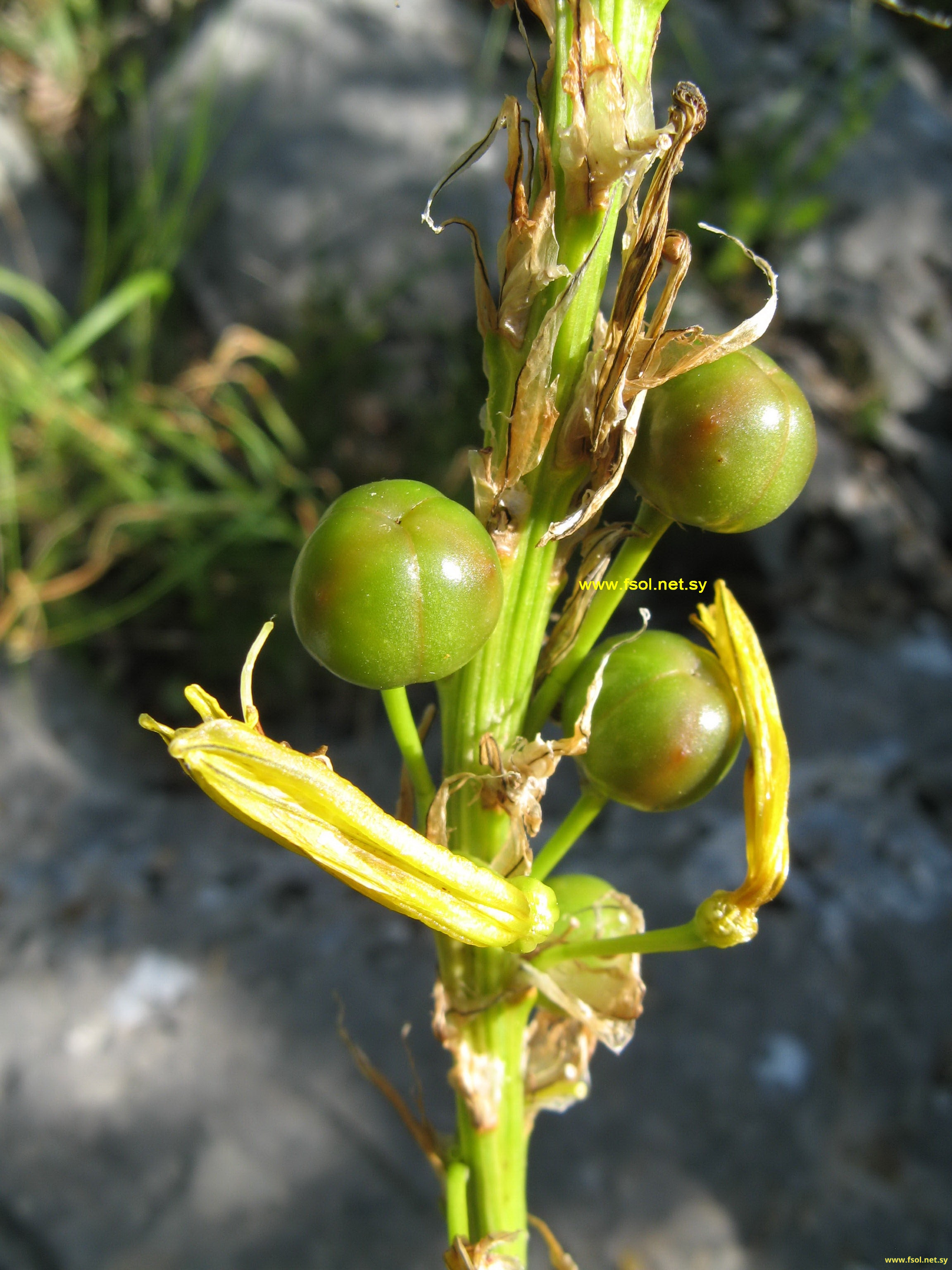 Asphodeline globifera J. Gay.