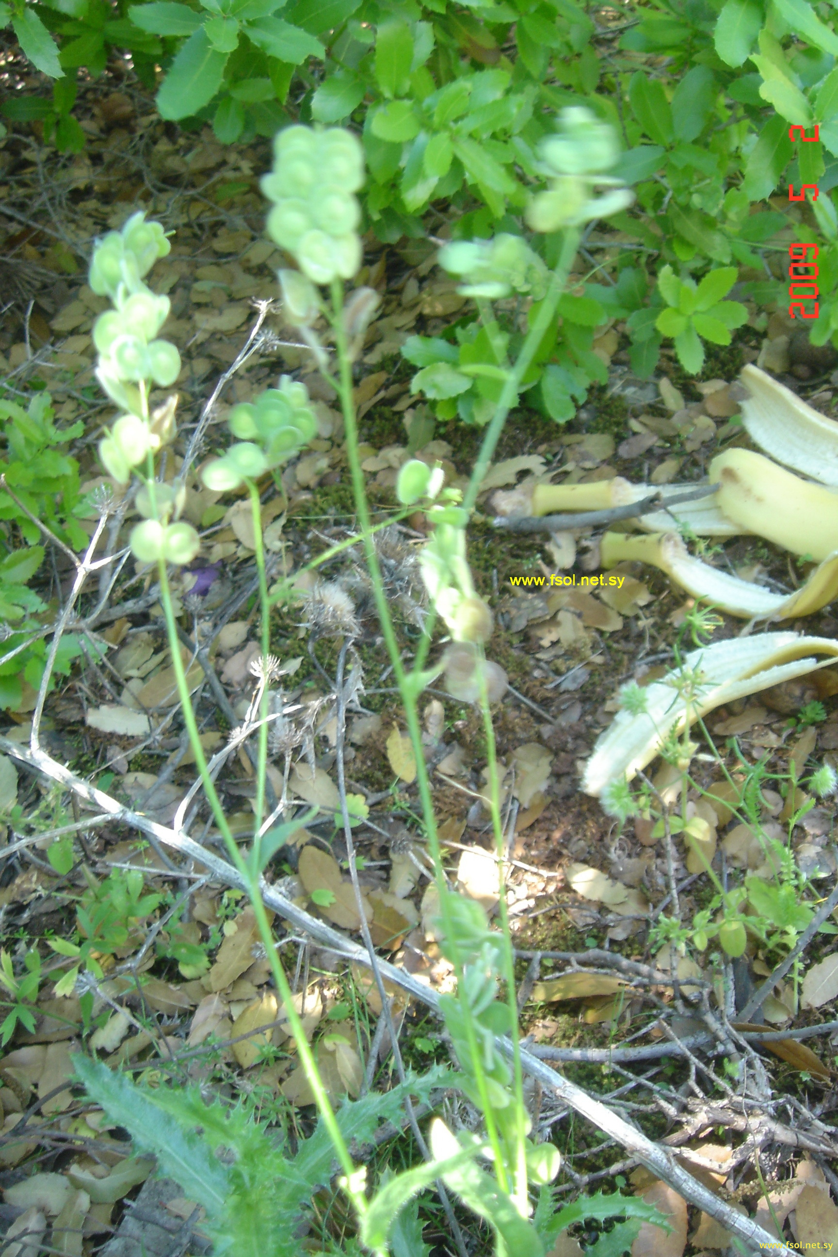 Biscutella ciliata D.C.