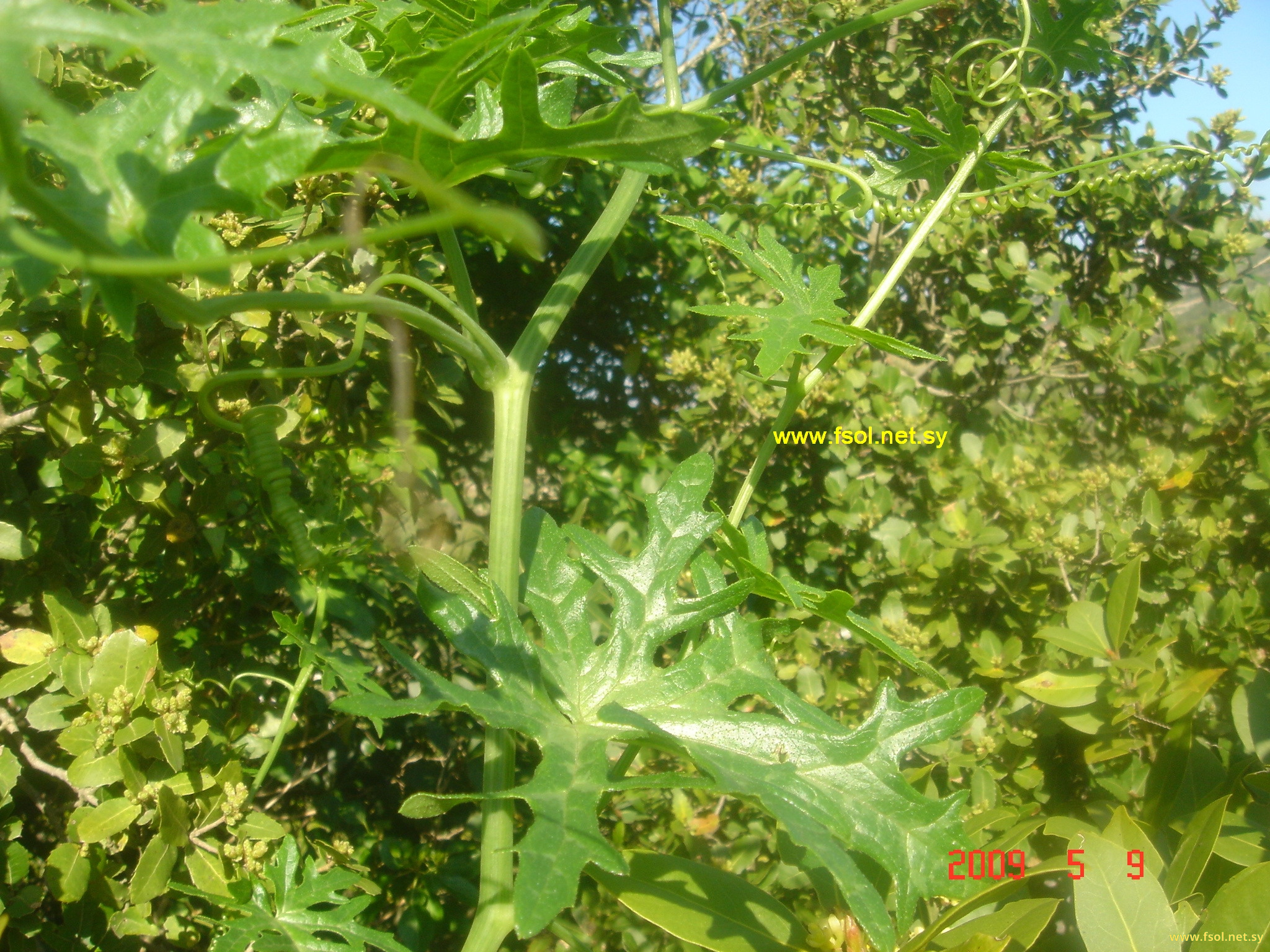 Bryonia multiflora Boiss. & Heldr.