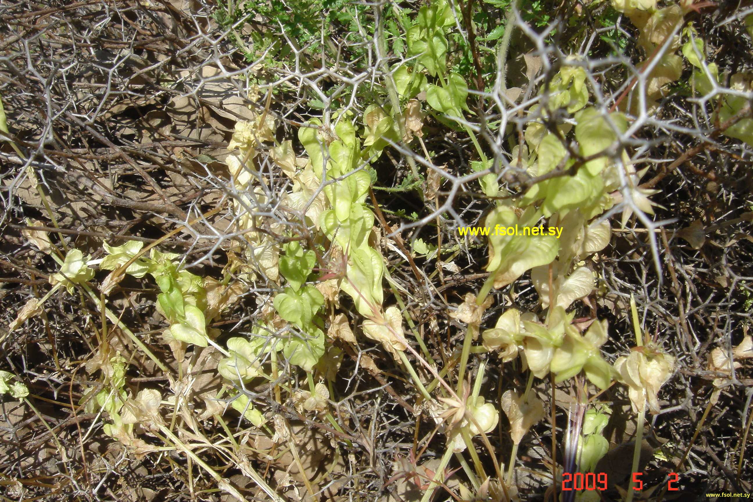 Cruciata articulata (L.) Ehrend.