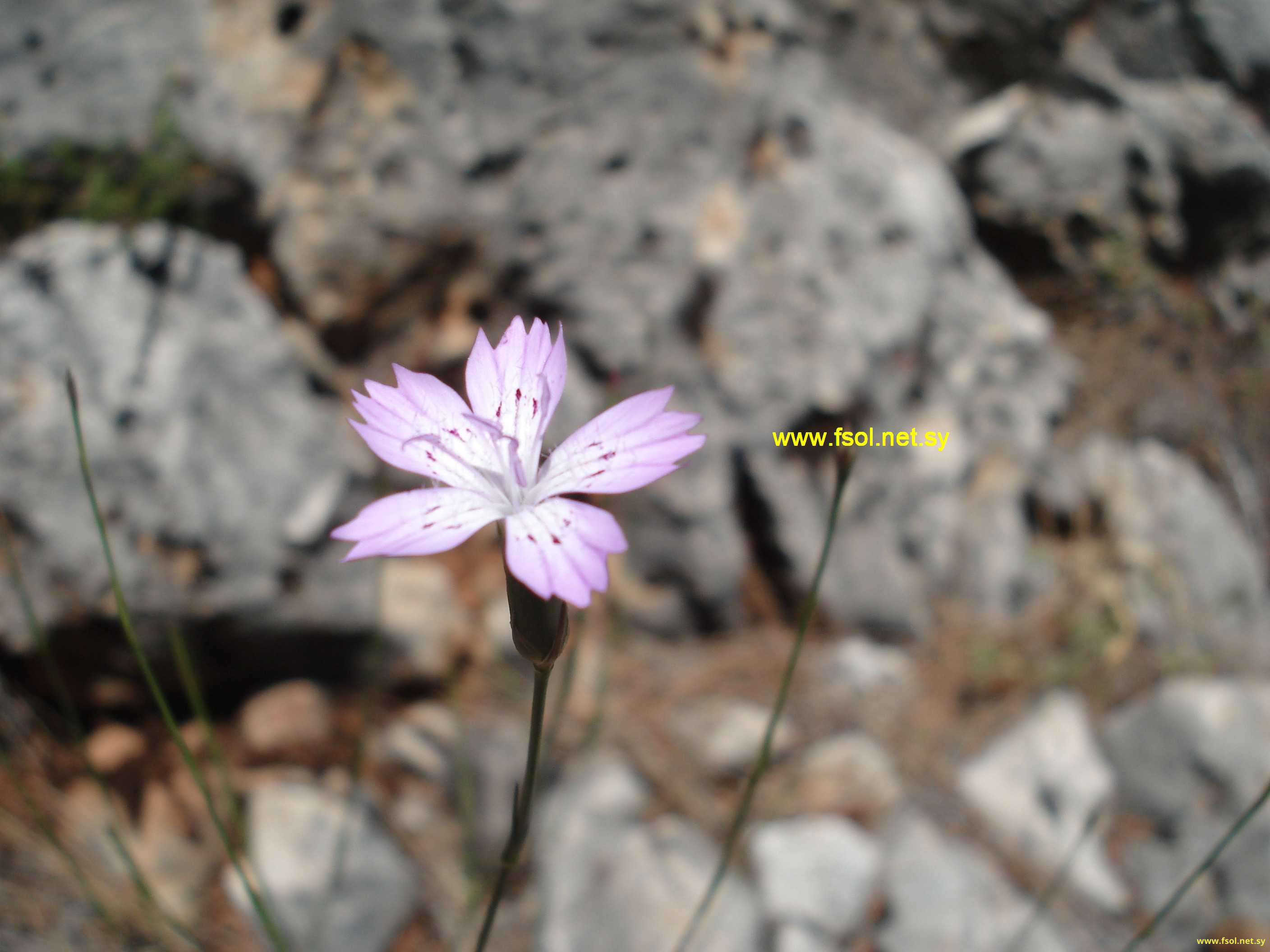 Dianthus multipunctatus Ser.