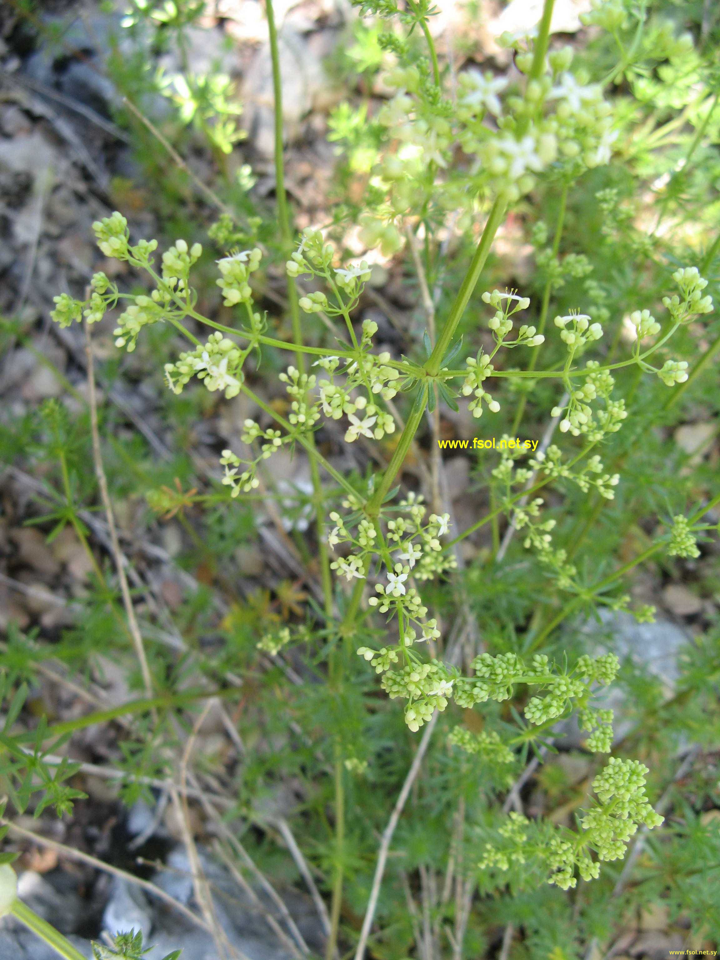 Galium prusense K. Koch