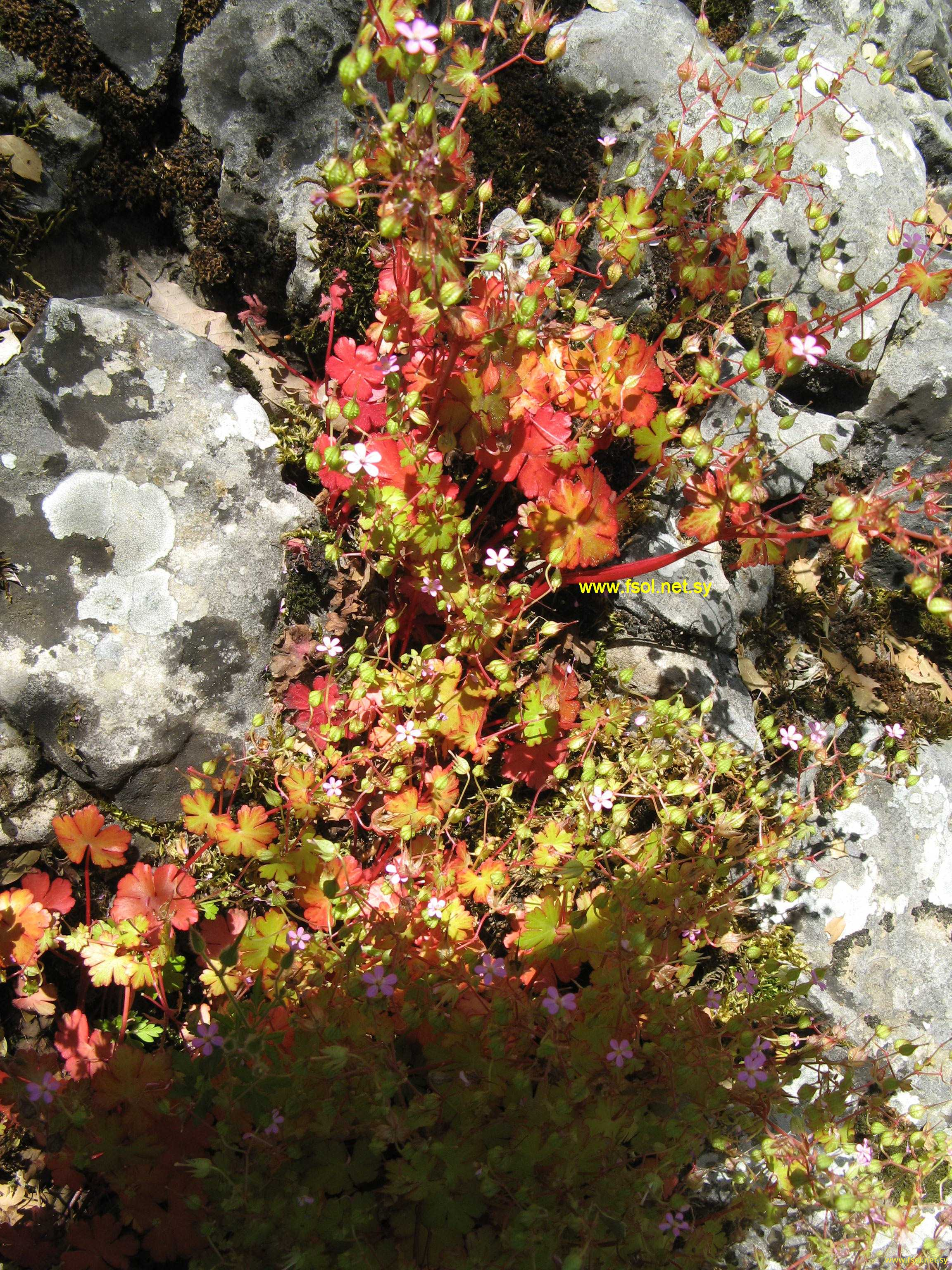 Geranium robertianum L.