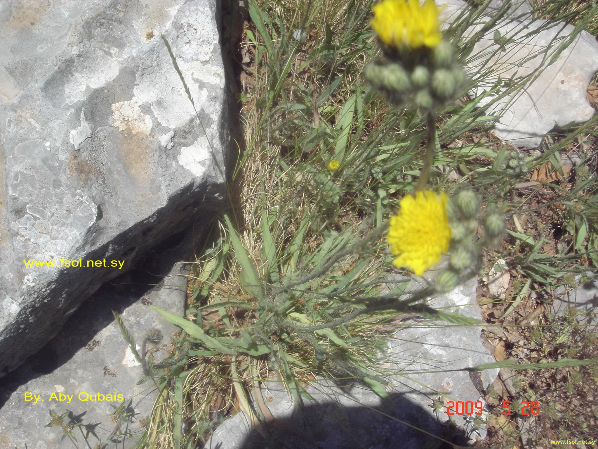 Hieracium procerum Fr.