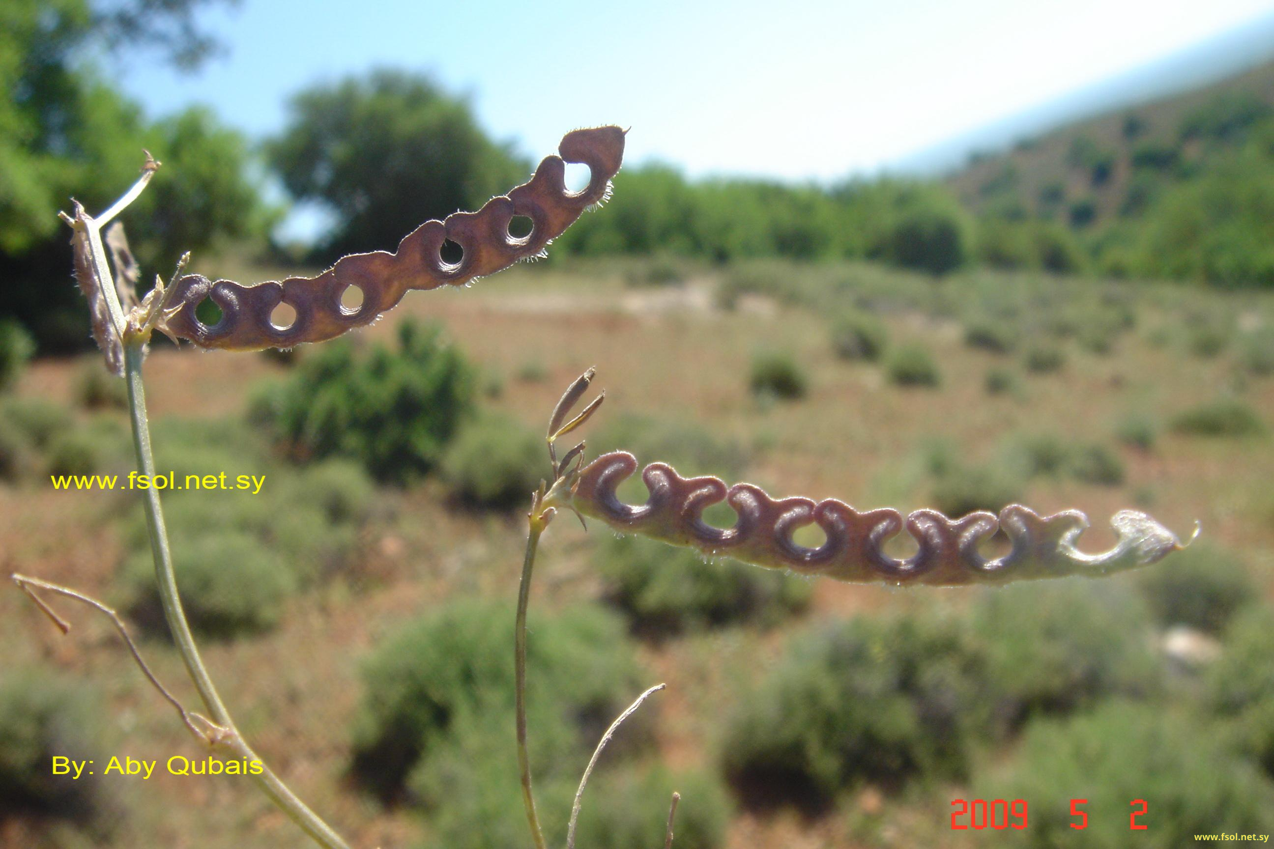 Hippocrepis bisiliqua Forssk.