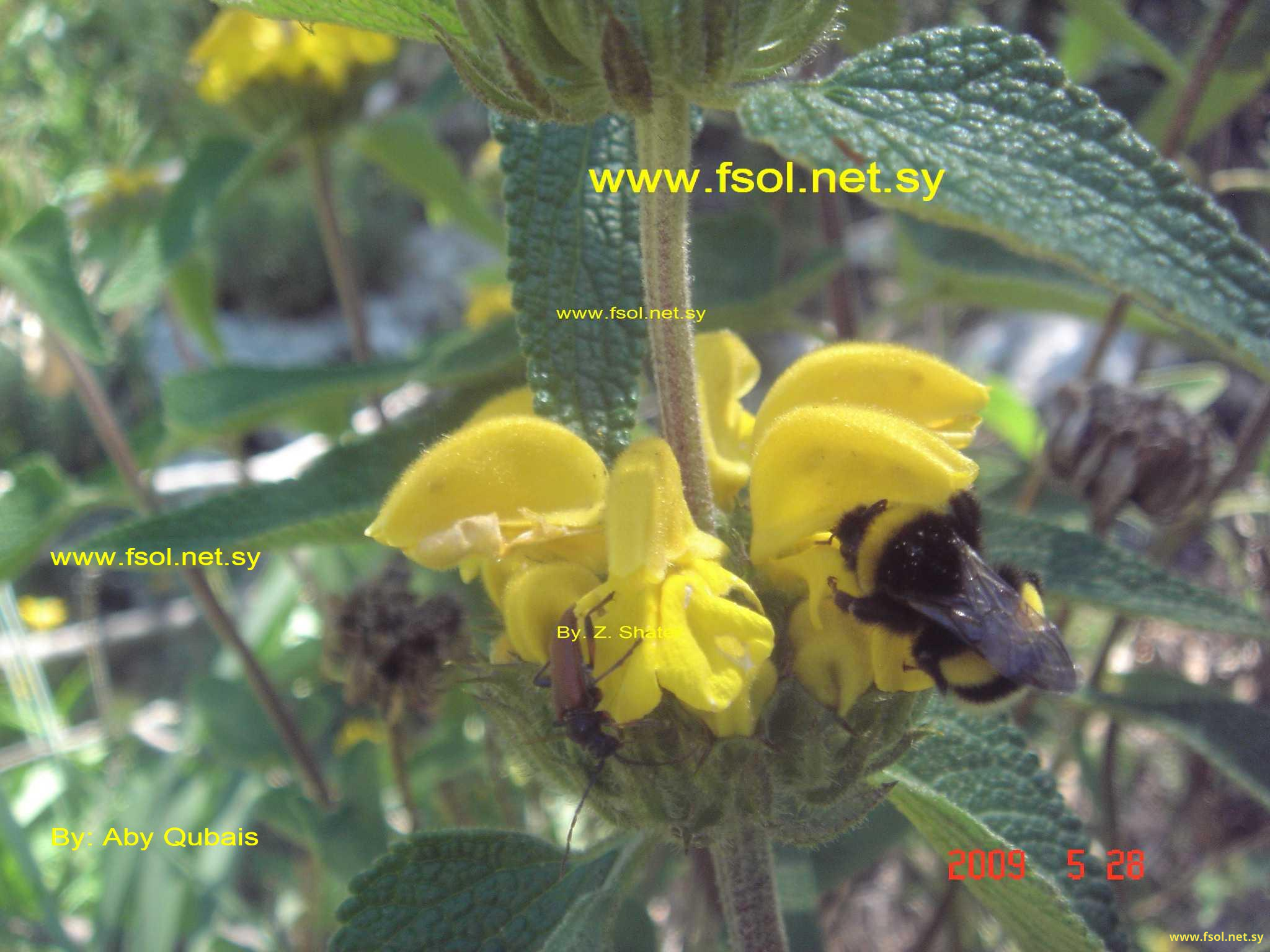 Phlomis longifolia 