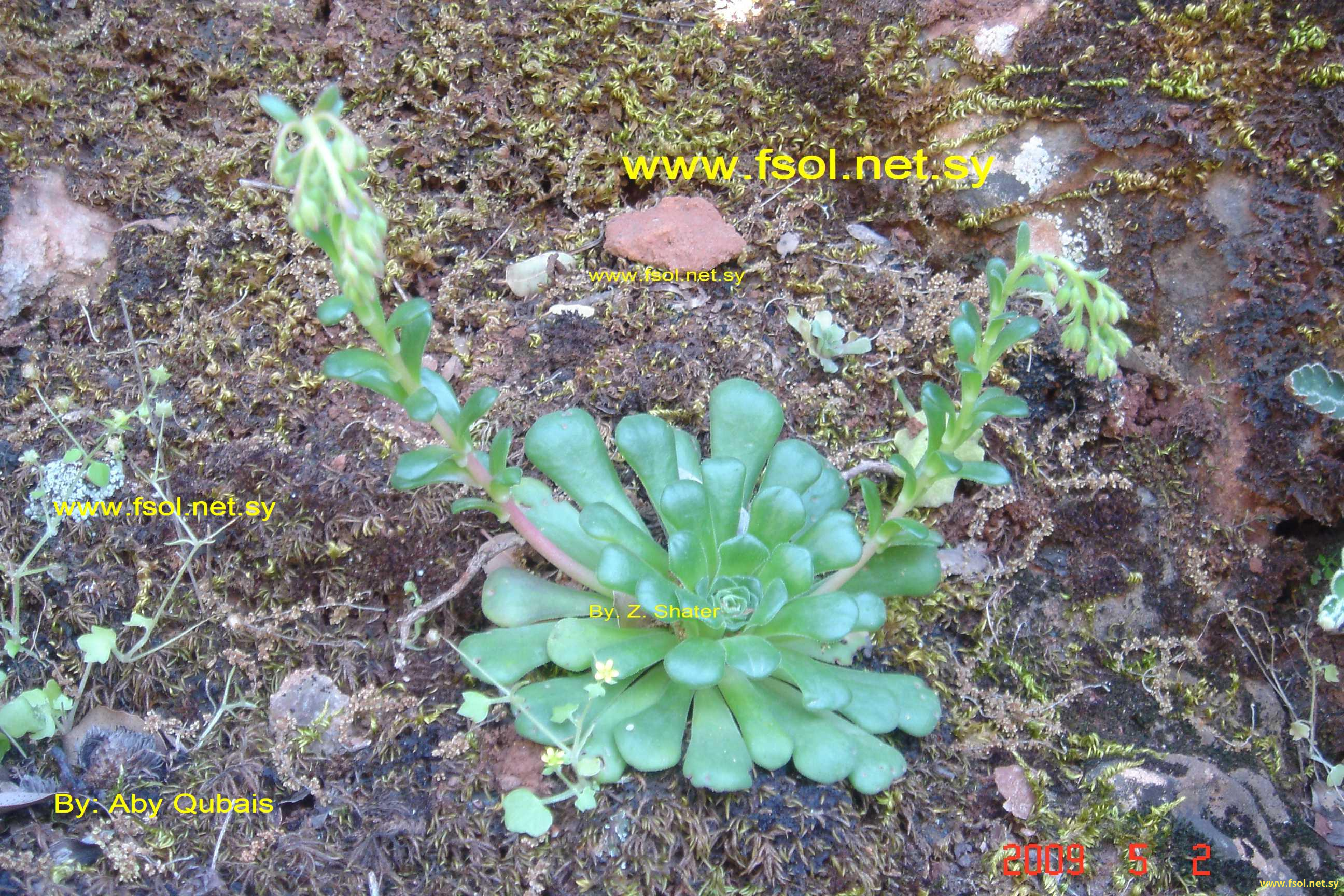 Rosularia pestalozzae (Boiss.) Sam.