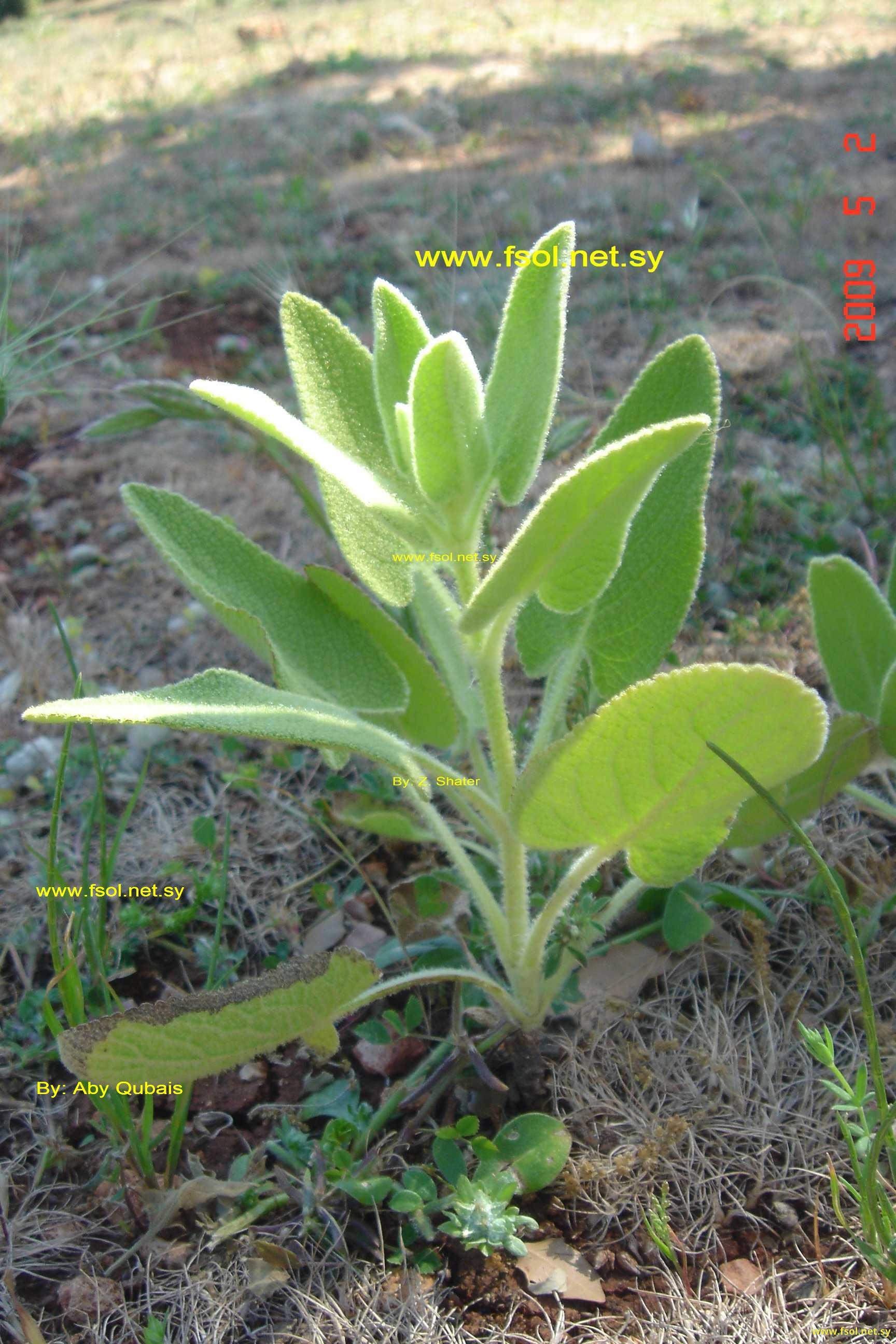 Salvia syriaca L.