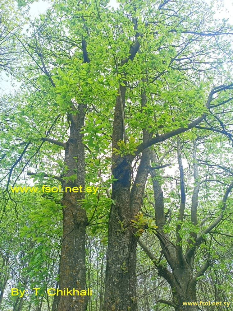 Castanea sativa L.
