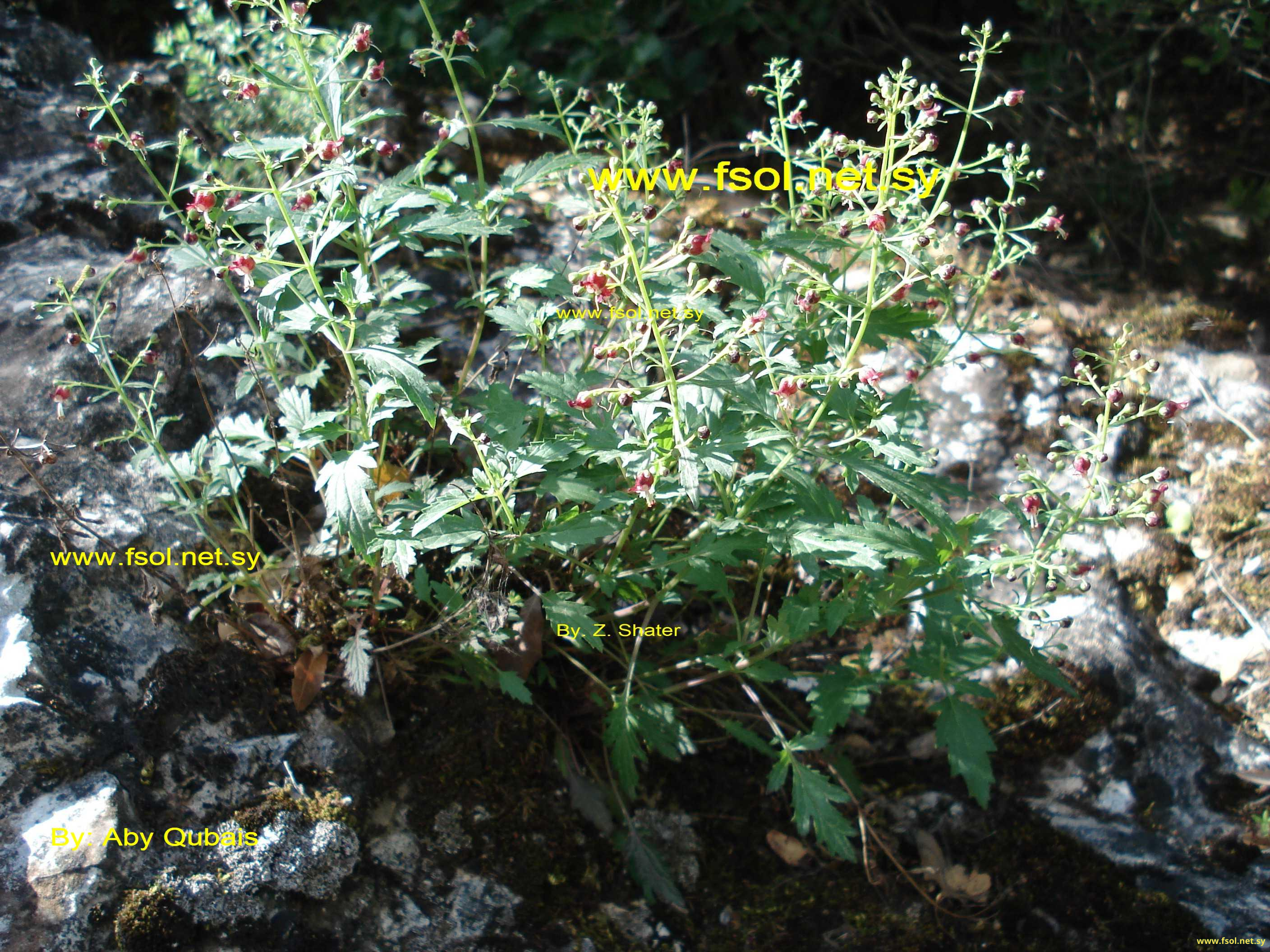 Scrophularia heldreichii Boiss.