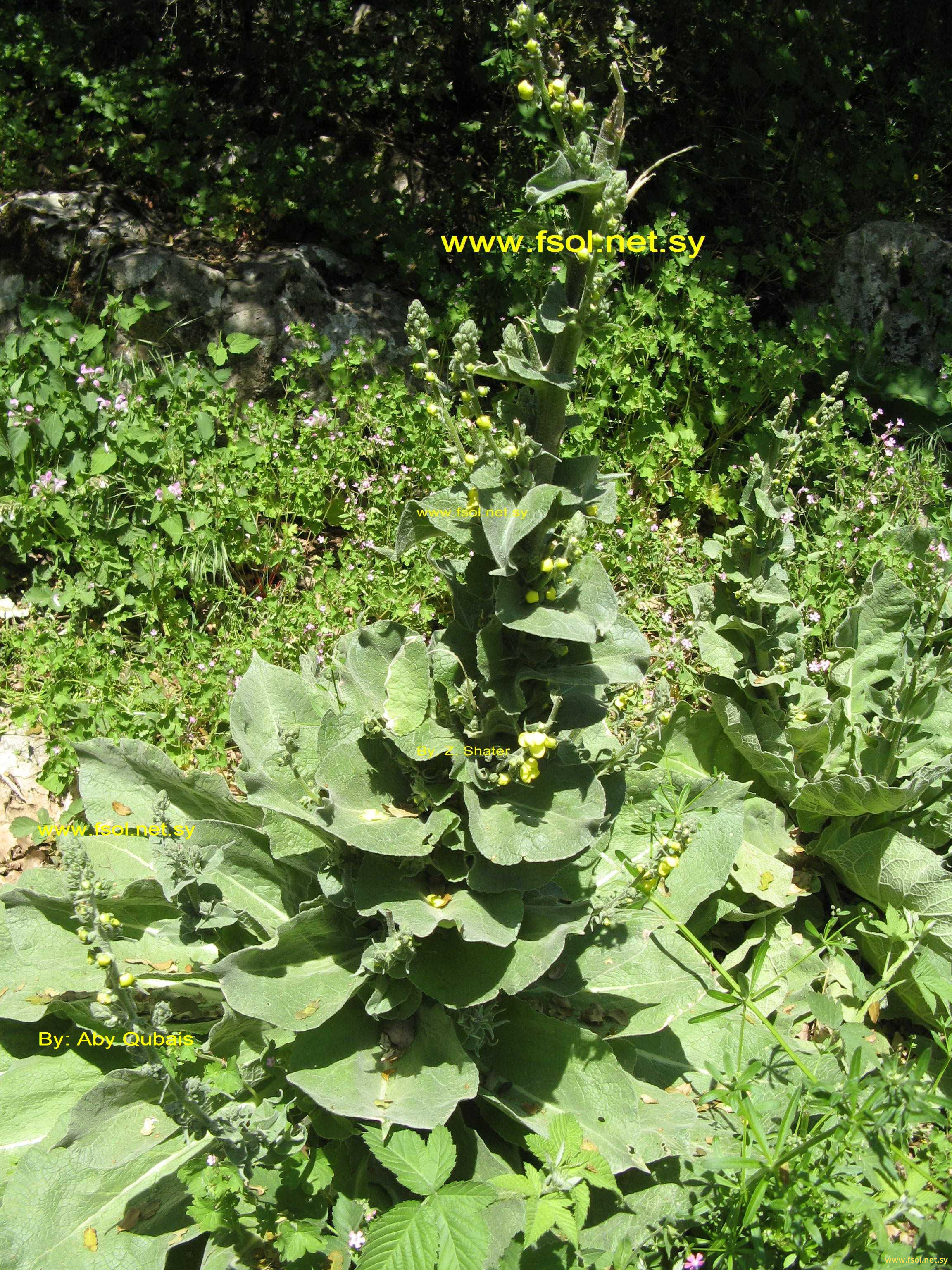 Verbascum glomeratum Boiss.