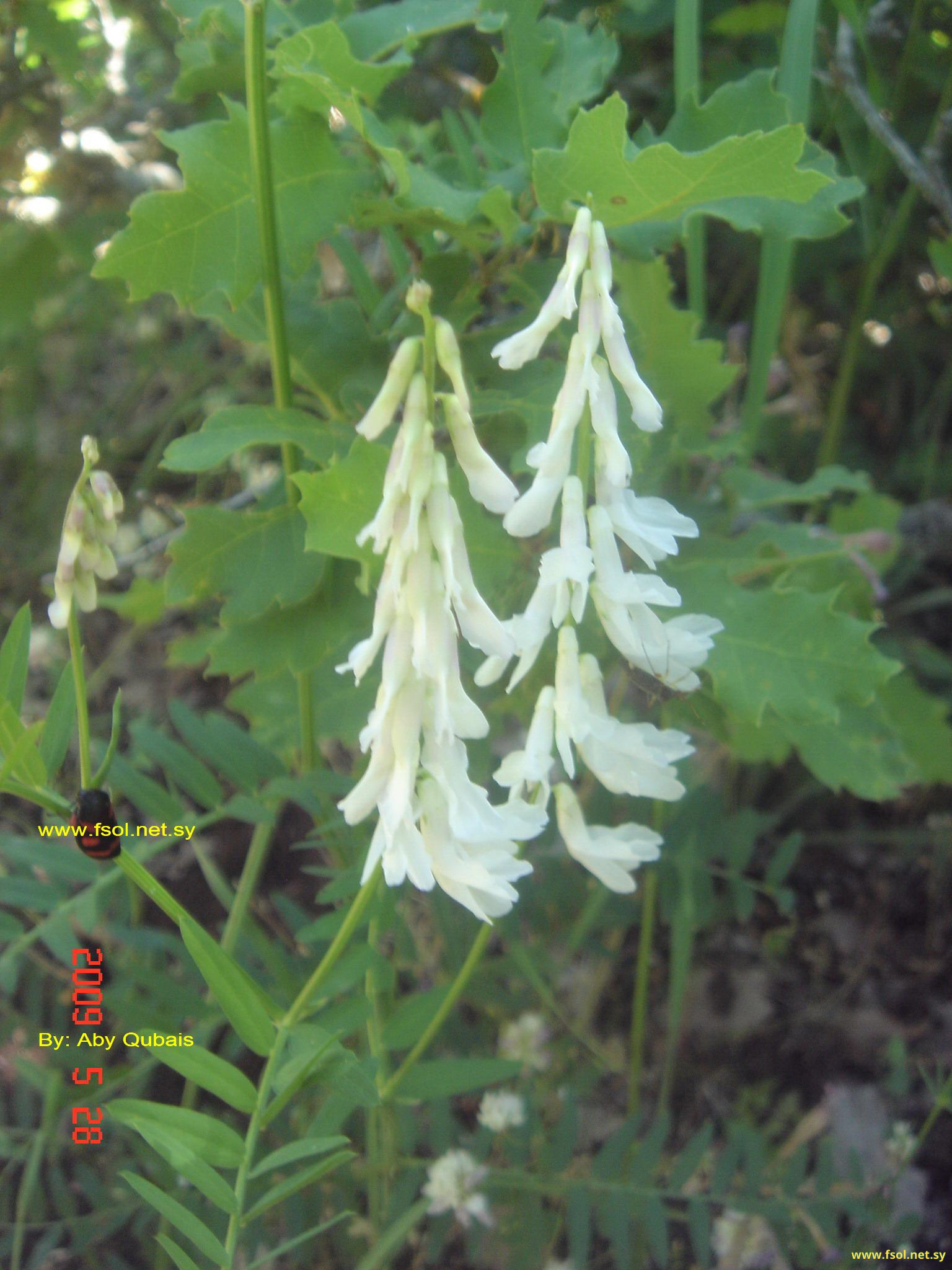 Vicia pinetorum Boiss. & Spruner