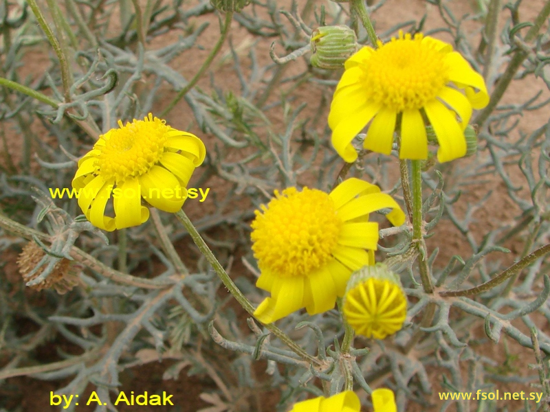 Anthemis tinctoria L.