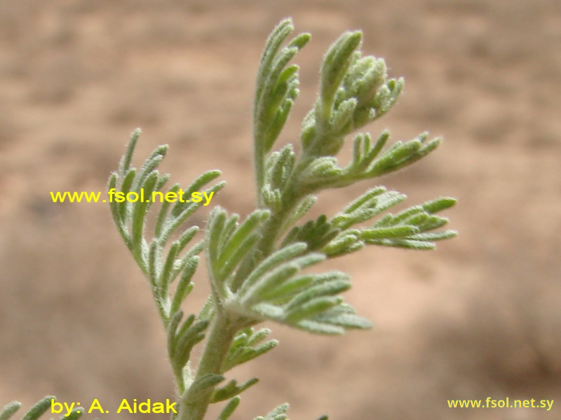 Artemisia herba alba Asso.