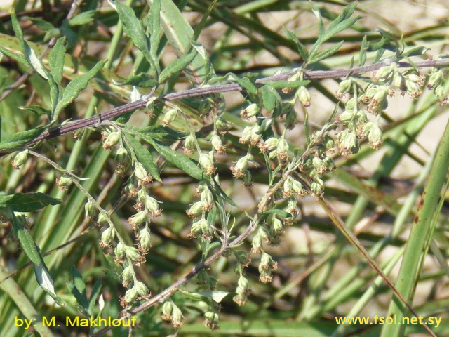 Artemisia verlotorum Lamotte